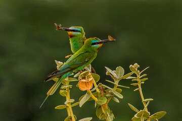 blue cheeked bee eater with prey , bee eater s in green blur background, 