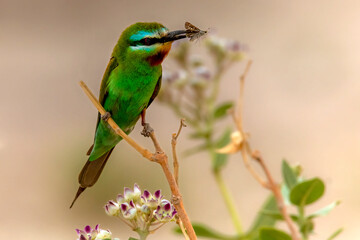 blue cheeked bee eater with prey , bee eater s in green blur background, 