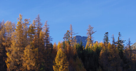 Autumn trees in the Slovak mountains, High Tatras.