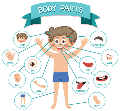 Body Parts Clipart For Kids