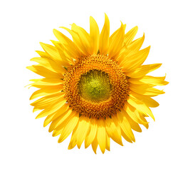 Fototapeta premium Front view of sunflower isolated on white background. Clipping path.