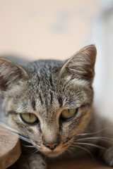 Fototapeta premium Closeup relaxed domestic tabby cat at home on stairs.