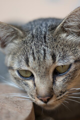 Closeup relaxed domestic tabby cat at home on stairs.