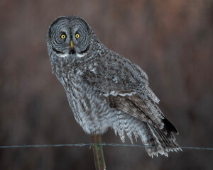 great horned owl