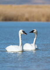 two swans on the lake