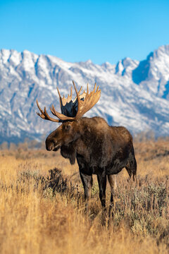 moose in the mountains