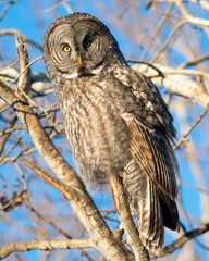 great gray owl