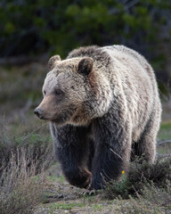 Fototapeta premium brown bear