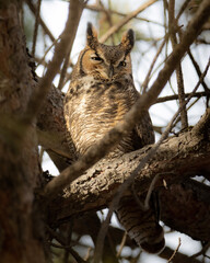 great horned owl