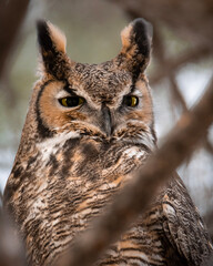 great horned owl