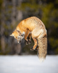 red fox jumping