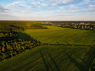 Fototapeta premium vineyard in region