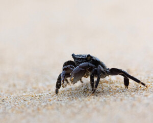 crab on the sand