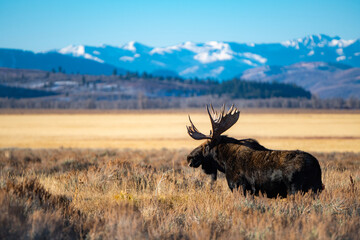 moose in the mountains