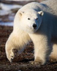 polar bear