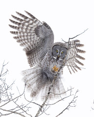 great grey owl