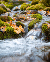 stream in the forest