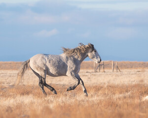 wild horse
