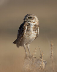 burrowing owl