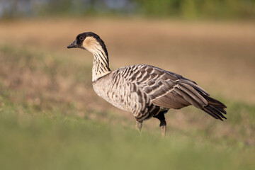 hawaiian nene goose