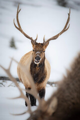 elk in winter
