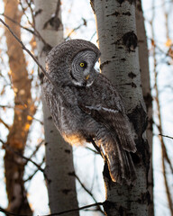 great grey owl