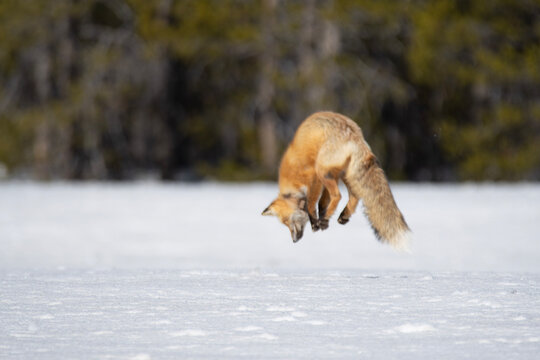 red fox jumping