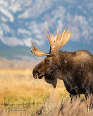 moose in the mountains