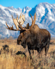 moose in the mountains