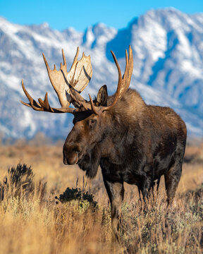 moose in the mountains