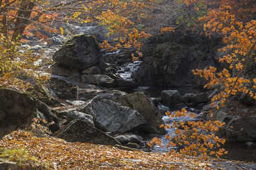 가을 단풍 사이로 보이는 계곡과 물