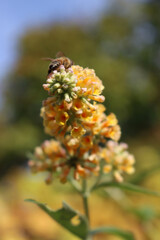 Buddeleja “Honeycomb”. Yellow Buddleja davidii flowers with honey bee in the garden . Also called Butterfly bush