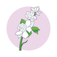 hand drawn jasmine flower