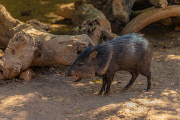 portrait pig in the woods	
