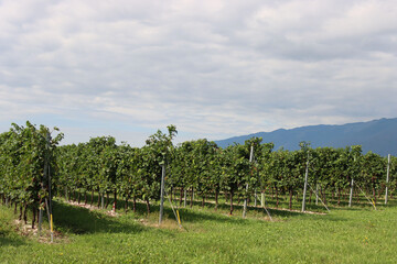 Pinot Gris  variety vineyard with purple ripe grapes on branches used to make Prosecco on a sunny day in the italian countryside