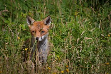 red fox cub