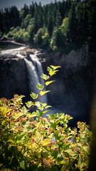 autumn in the forest