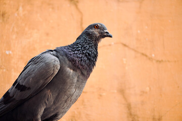 Close up of a pigeon. Domestic pigeon against orange color wall background.