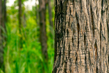 Obraz premium Eucalyptus pellita forest in Gunung Kidul, Yogyakarta, Indonesia
