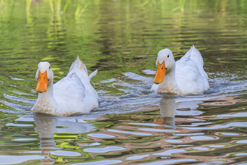 Beautiful closeup view of two peaceful resting white ducks with reflection in pond or lake.