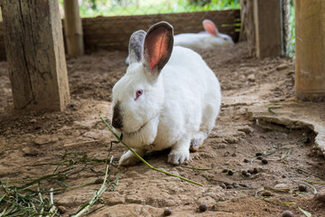 Rabbit in a Cage, two cute white bunny rabbits. Pet white rabbit standing in the cage, Selective focus