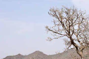 Tree on the hill. Leafless dry dead tree isolated against the mountains in the background. Copyspace in nature dry old tree.