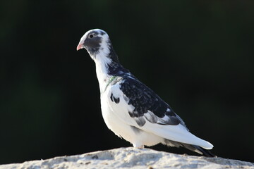 pigeon on the rock on dark background