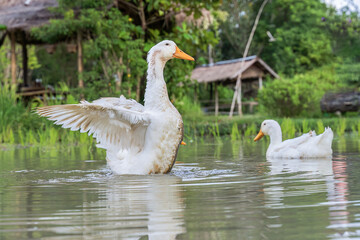White duck with orange beak and feet spreading its wing on a pond or lake.