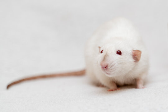 White rat on white background
