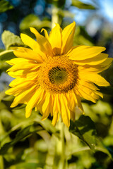 Obraz premium flower sunflower with bee sitting on it 