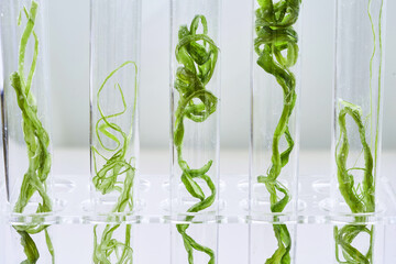 concept of ecology science research biology with seaweed stem or kelp in the laboratory on white...