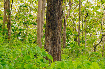 Teak (Tectona grandis) forest plantation in Gunung Kidul, Yogyakarta, Indonesia