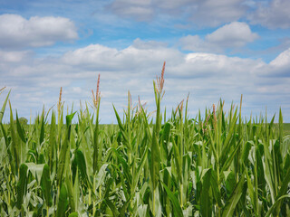 a cornfield somewhere on the france switzerland border in summer cloudy day.