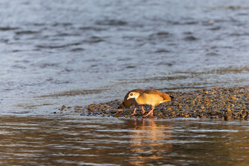 Egyptian goose Alopochen aegyptiaca, on the Rhine an invasive species for France